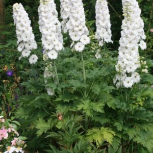 Delphinium 'Galahad'