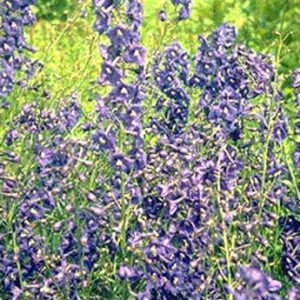 Delphinium 'Kleine Nachtmusik'