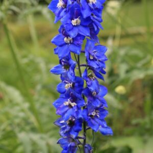 Delphinium 'Lanzentraeger'