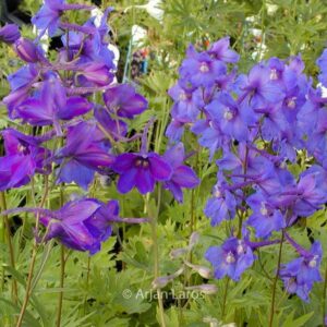 Delphinium 'Piccolo'