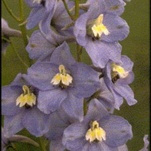 Delphinium 'Summer Skies'