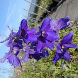 Delphinium 'V&ouml;lkerfrieden'