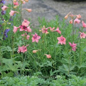 Delphinium ruysii 'Pink Sensation'