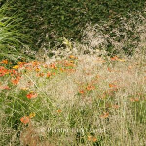 Deschampsia cespitosa 'Bronzeschleier'