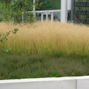 Deschampsia cespitosa 'Goldtau'