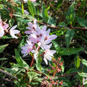 Deutzia 'NCDX2' (YUKI CHERRY BLOSSOM)