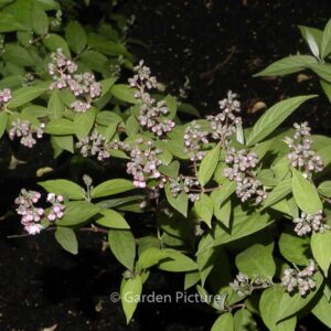Deutzia 'Rosea Plena'