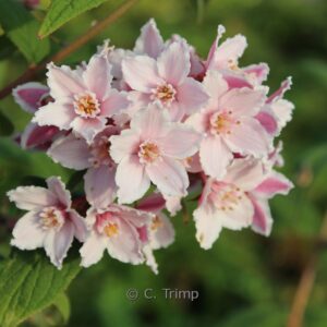 Deutzia calycosa 'Dali'