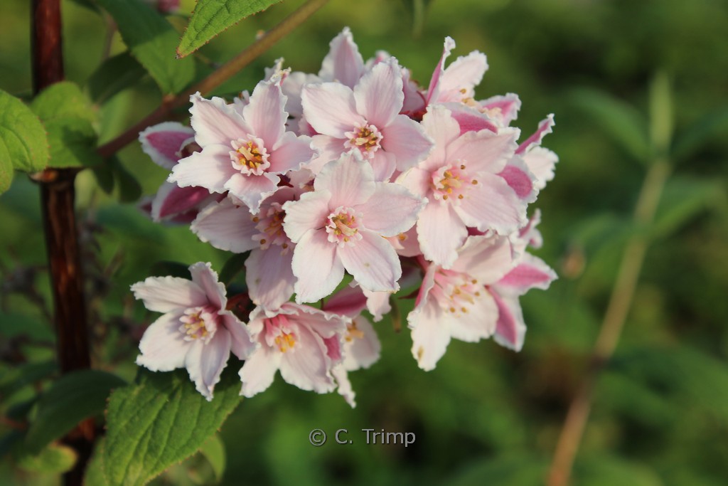 Deutzia calycosa 'Dali'