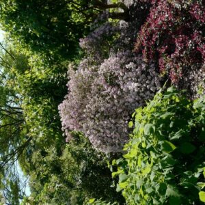 Deutzia elegantissima 'Rosealind'