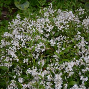 Deutzia gracilis 'Nikko'