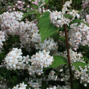 Deutzia hybrida 'Mont Rose'