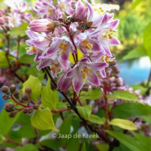 Deutzia hybrida 'Raspberry Sundae'