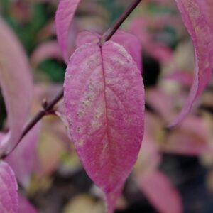Deutzia hybrida 'Tourbillon Rouge'