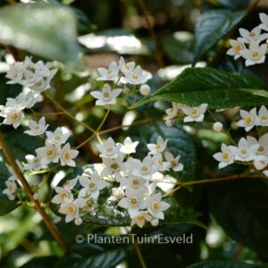 Deutzia multiradiata