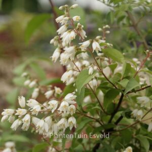 Deutzia ningpoensis
