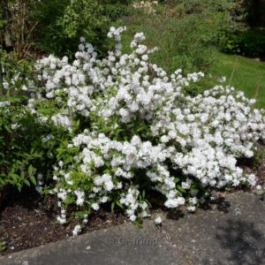 Deutzia rosea 'Grandiflora'