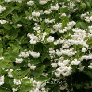 Deutzia scabra 'Plena'