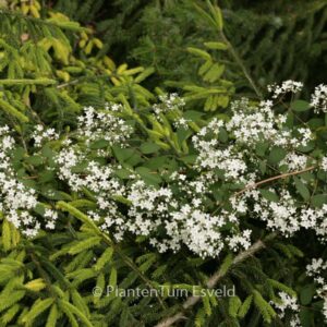 Deutzia setchuenensis corymbiflora