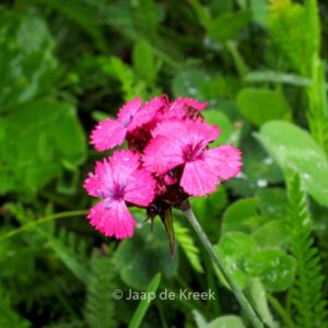 Dianthus carthusianorum