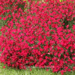 Dianthus deltoides 'Flashing Light'