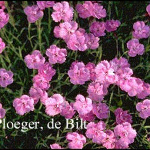 Dianthus gratianopolitanus 'Eydangeri'