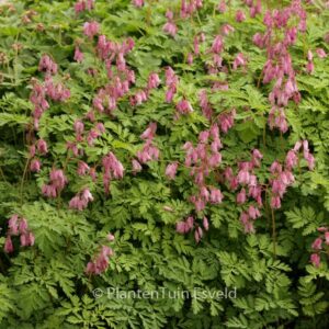 Dicentra formosa 'Luxuriant'