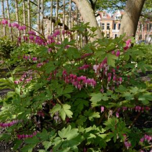 Dicentra spectabilis