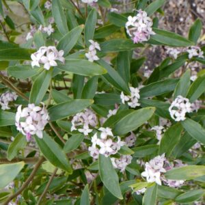 Dicentra spectabilis 'Cupid'