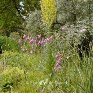 Dierama pulcherrimum
