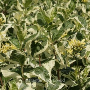 Diervilla sesselifolia 'LPDC Podaras' (COOL SPLASH)