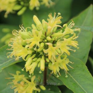 Diervilla sessilifolia 'Butterfly'