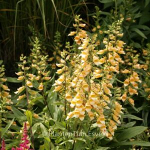 Digitalis 'Spice Island'