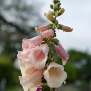 Digitalis purpurea 'Dalmatian Peach'
