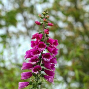 Digitalis purpurea 'Dalmatian Purple'