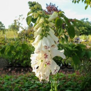 Digitalis purpurea 'Dalmatian White'