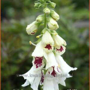 Digitalis purpurea 'Pam's Choice'