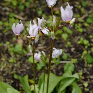 Dodecatheon jeffreyi