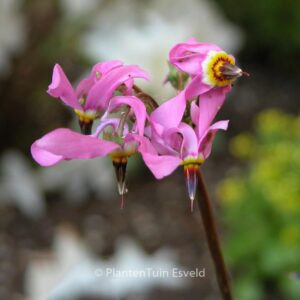 Dodecatheon meadia