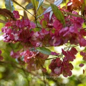 Dodonaea viscosa 'Purpurea'