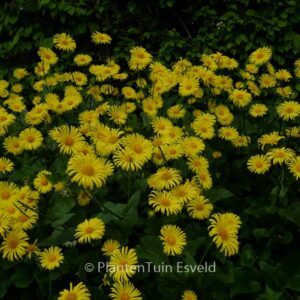 Doronicum orientale