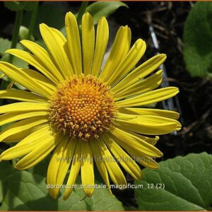 Doronicum orientale 'Magnificum'