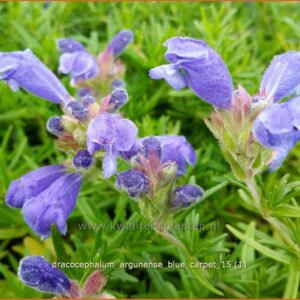 Dracocephalum argunense 'Blue Carpet'