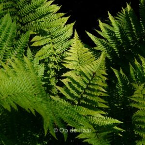 Dryopteris affinis 'Crispa'
