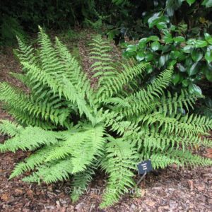 Dryopteris affinis 'Pinderi'