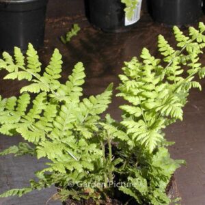 Dryopteris carthusiana