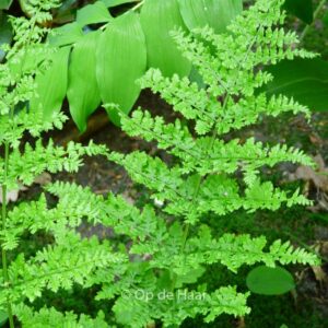 Dryopteris dilatata 'Crispa Whiteside'
