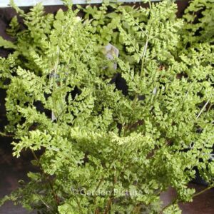 Dryopteris dilatata 'Lepidota Cristata'