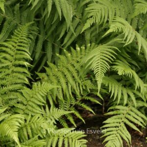 Dryopteris filix-mas