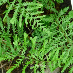 Dryopteris filix-mas 'Linearis Polydactylon'